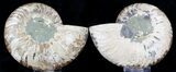 Polished Ammonite Pair - Agatized #37051-1